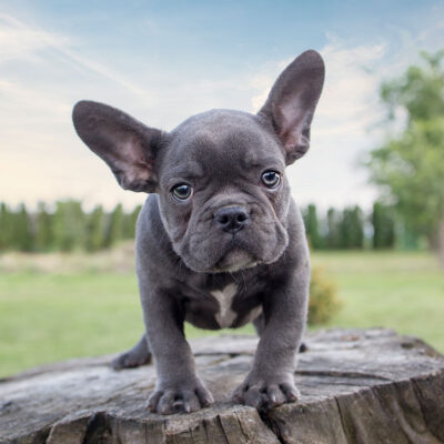 The-magnificent-appeal-of-rare-Blue-French-Bulldogs-01 (1)